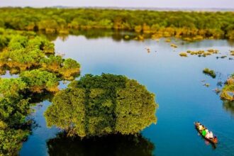 Ratargul Swamp Forest