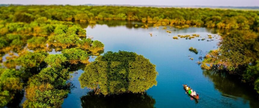 Ratargul Swamp Forest