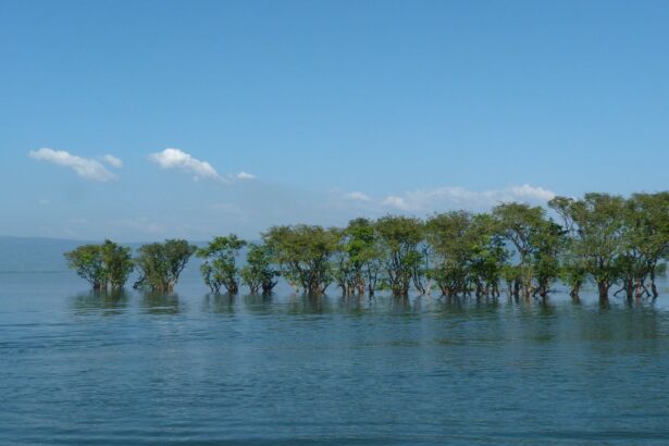 Tanguar Haor